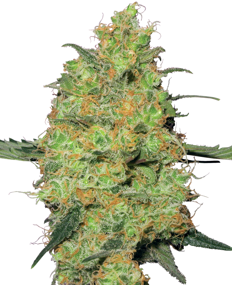Sensi Seeds Cannabis Seeds Master Kush Feminized by White Label, 3-10 ks 10 ks