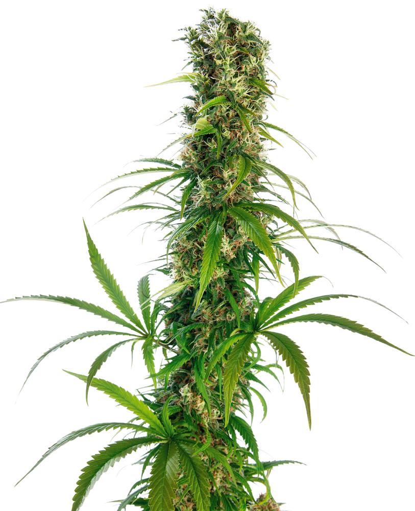Sensi Seeds Cannabiszaden Michka® Gefeminiseerd, 3-5 stuks