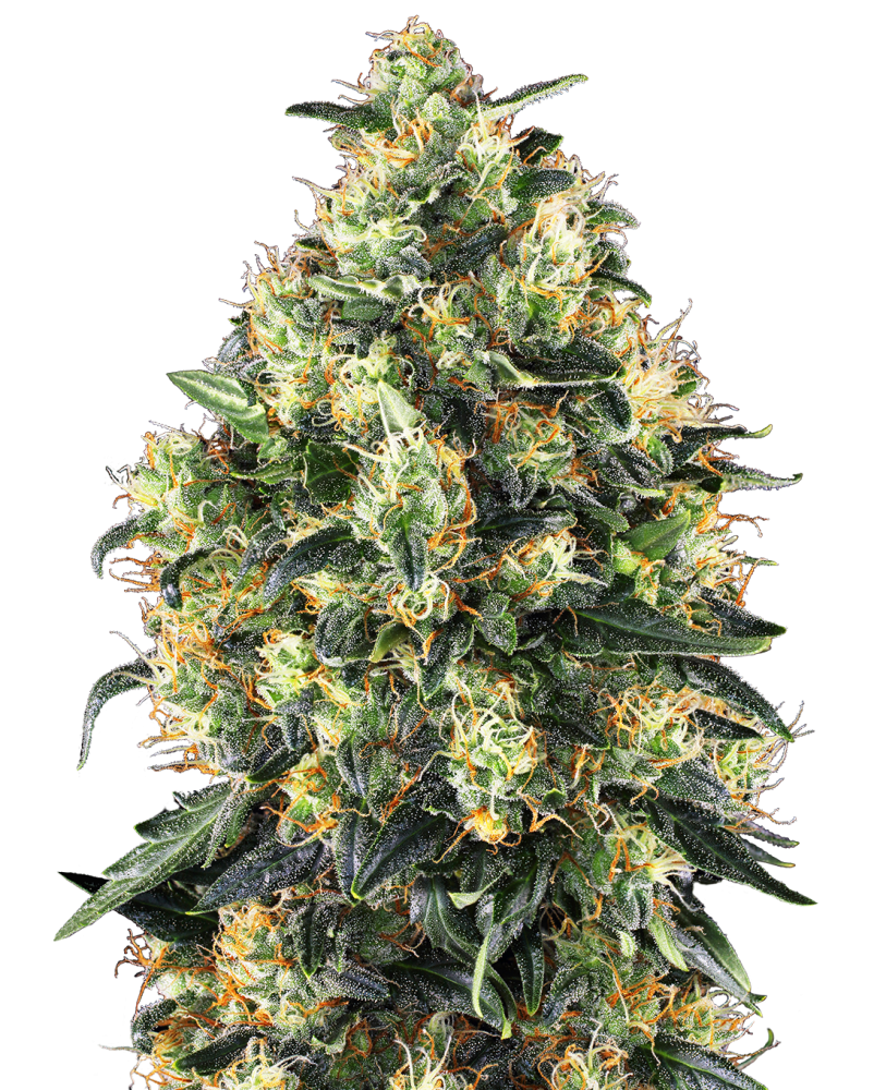 Sensi Seeds Cannabis Seeds Super Skunk Automatic® Feminized, 3-10 ks 5 ks