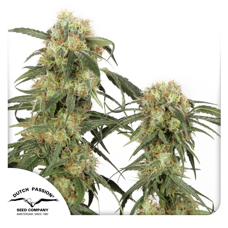 Dutch Passion Cannabiszaden Pamir Gold® Gefeminiseerd