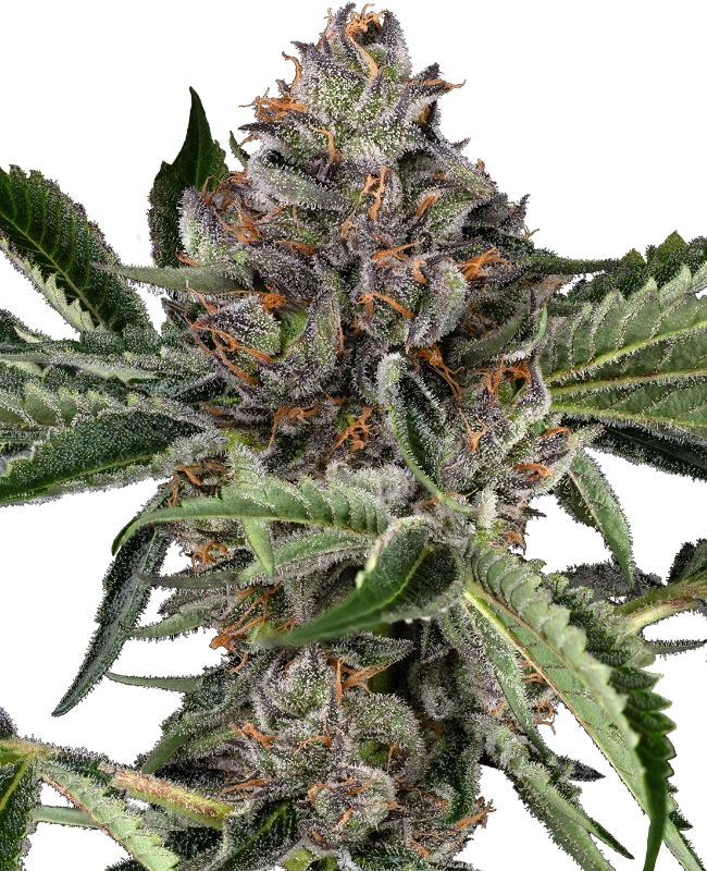 Sensi Seeds Cannabis Seeds Papaya Jealousy Gefeminiseerd