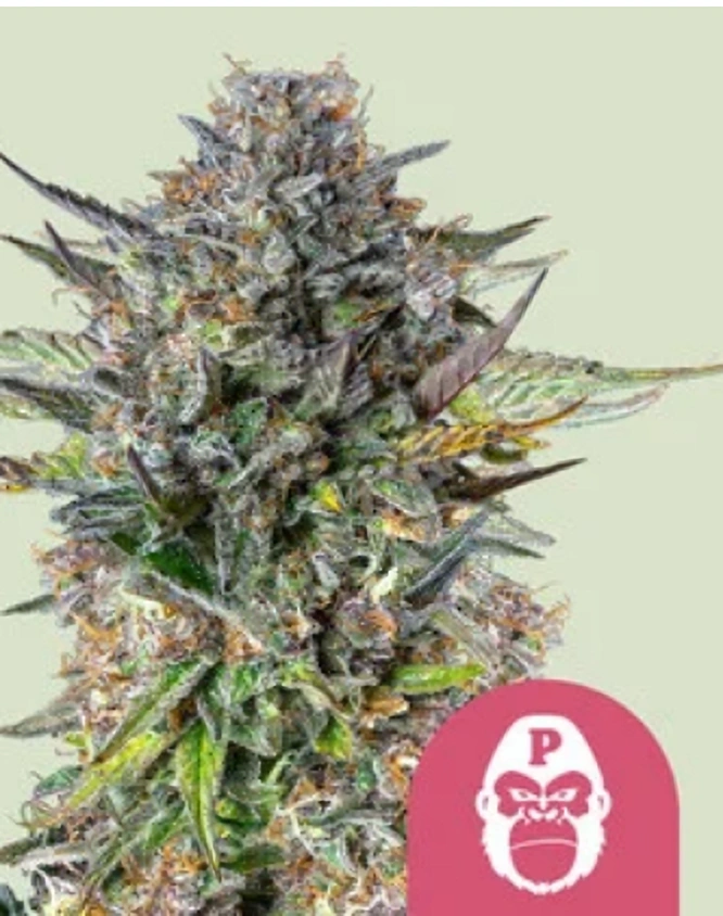 Royal Queen Seeds Feminizované semená kanabisu Pink Gorilla 5 ks