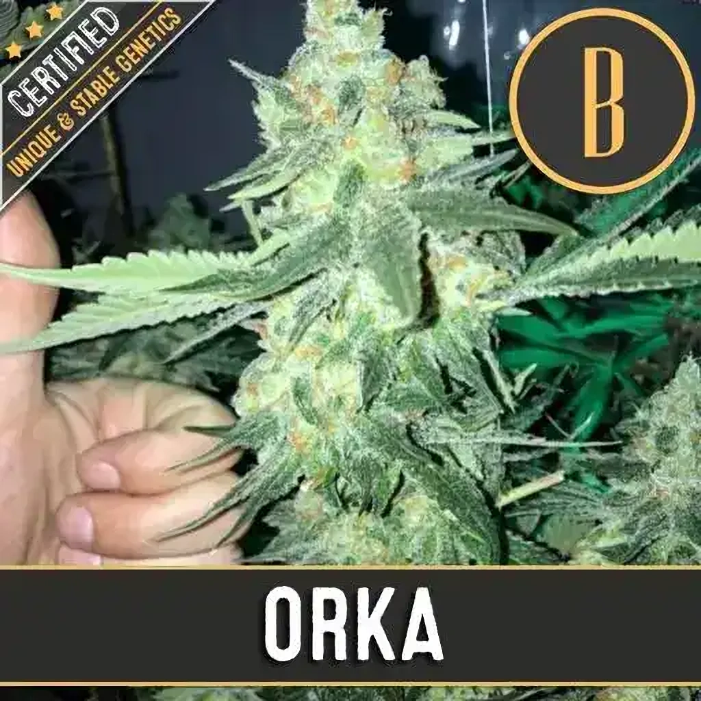 Blimburn Seeds Feminizované semená kanabisu Orka 6 ks