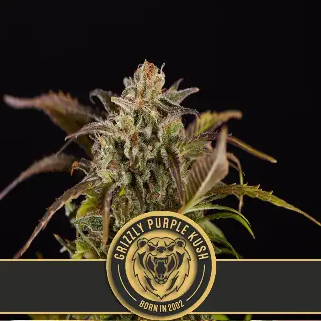 Blimburn Seeds Feminizované semená kanabisu Grizzly Purple Kush 6 ks