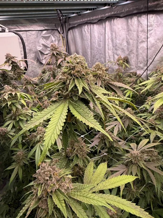 Fast Buds Cannabis Seeds Biscotti Gelato