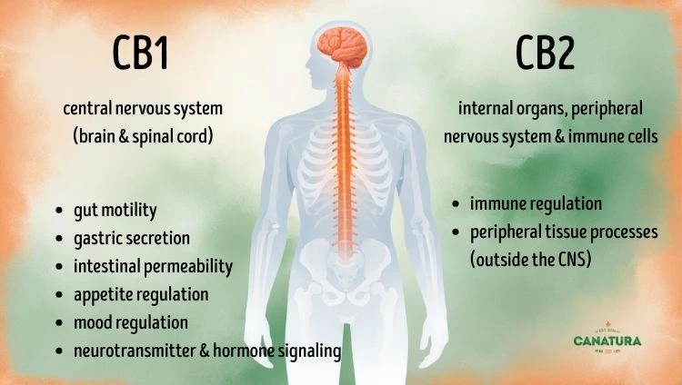 CB1 vs. CB2 receptor, description of what they affect and human figure, Canatura logo at bottom right