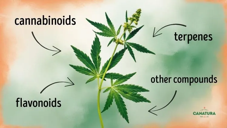 Compounds contained in cannabis: cannabinoids, terpenes, flavonoids and others, Canatura logo in the bottom right