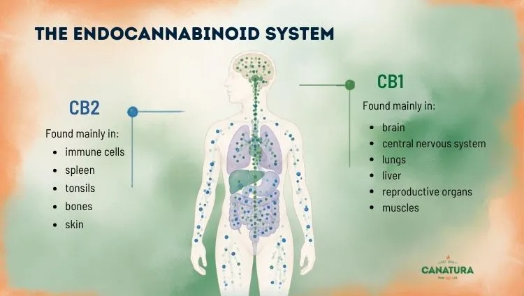 The endocannabinoid system, an illustration showing the functions of the CB1 and CB2 receptors; the Canatura logo is shown at the bottom right