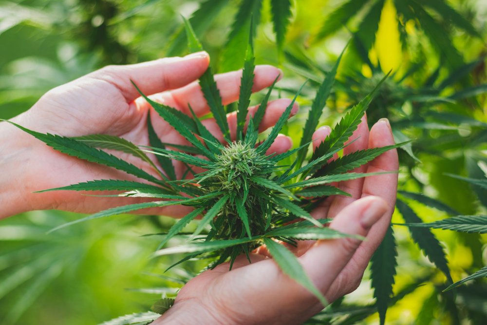 Hands holding a hemp flower – close-up of a fresh industrial hemp plant.