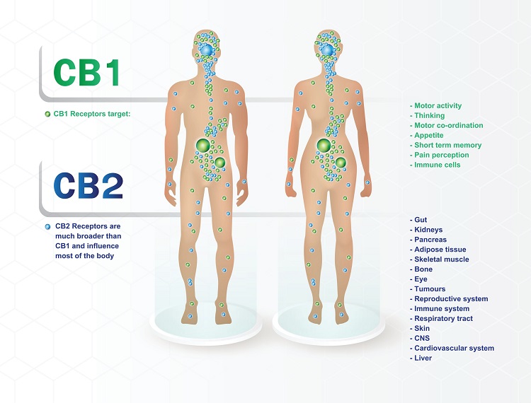 A layout of the CB1 and CB2 receptors, which are acted upon by 8-OH-HHC, in the body's endocannabinoid system.