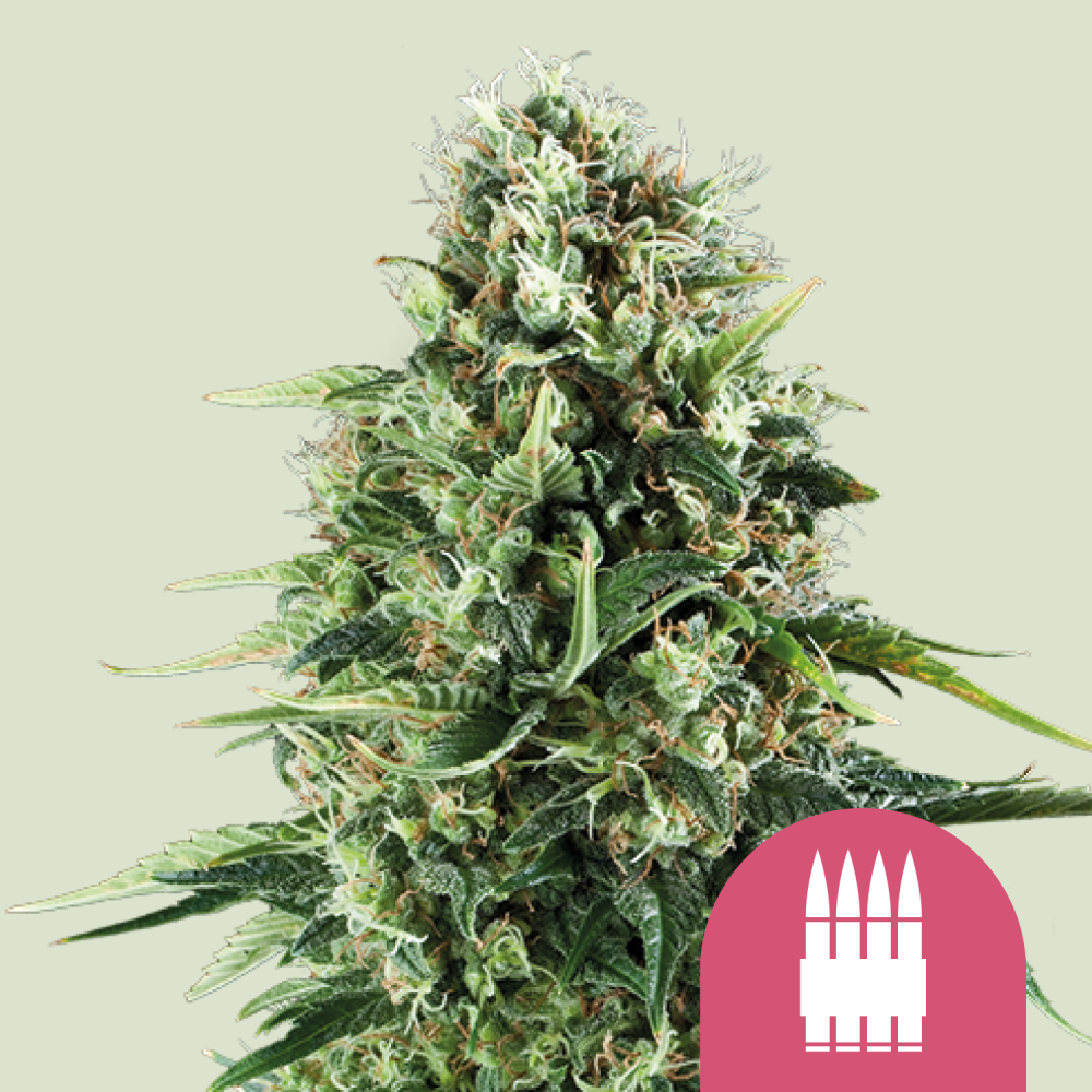 Royal Queen Seeds Cannabis Seeds Royal AK Feminized 1 ks