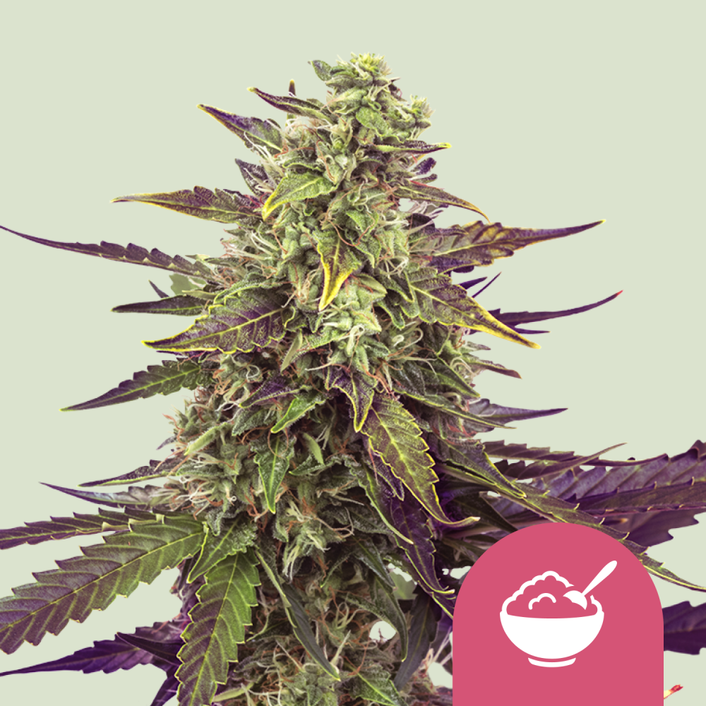 Royal Queen Seeds Semená Kanabisu Cereal Milk Feminizované 5 ks