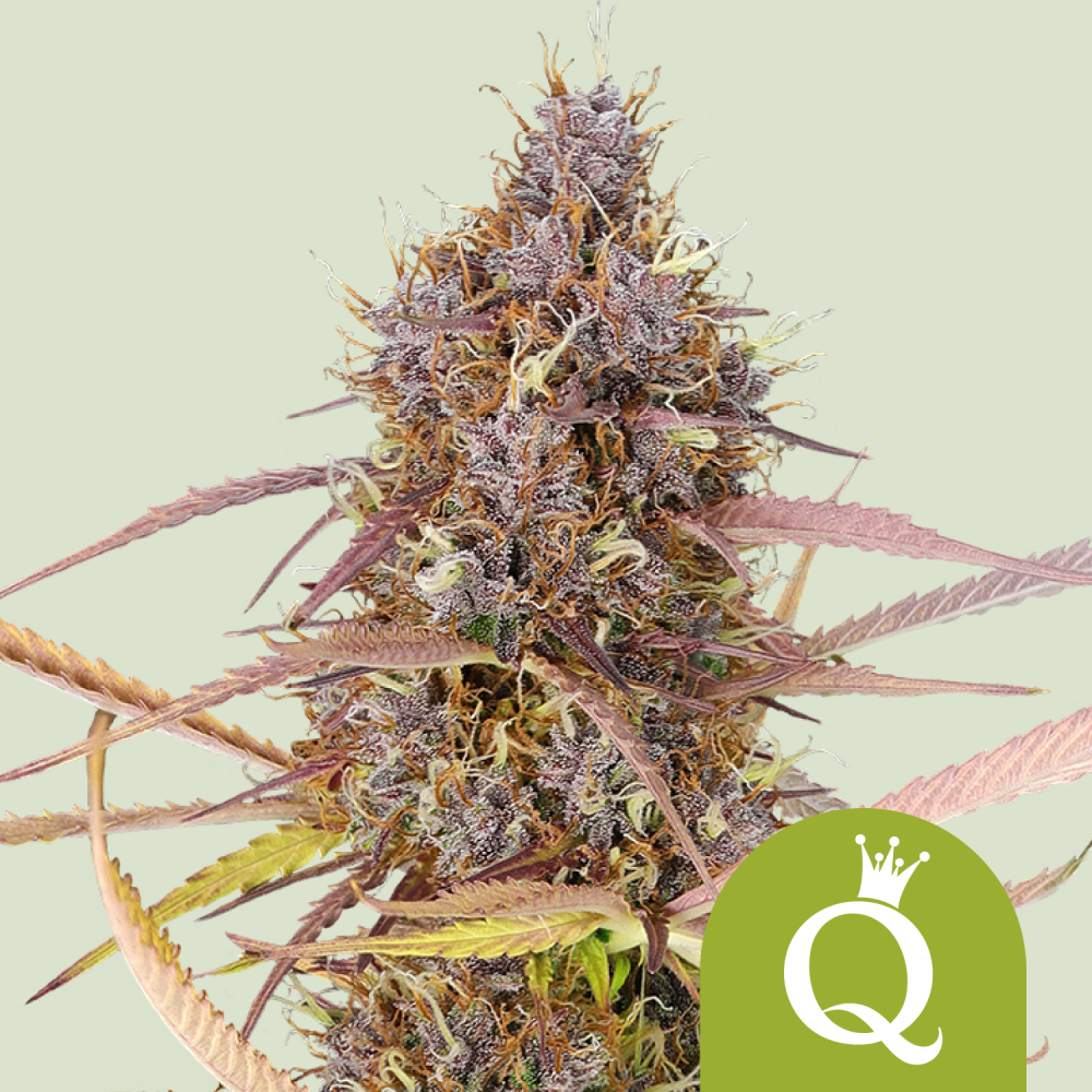 Royal Queen Seeds Cannabis Seeds Purple Queen Auto 3 ks