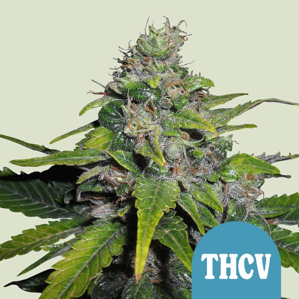 Royal Queen Seeds Cannabis Seeds Royal THCV Feminizované (Vysoký obsah CBD) 10 ks