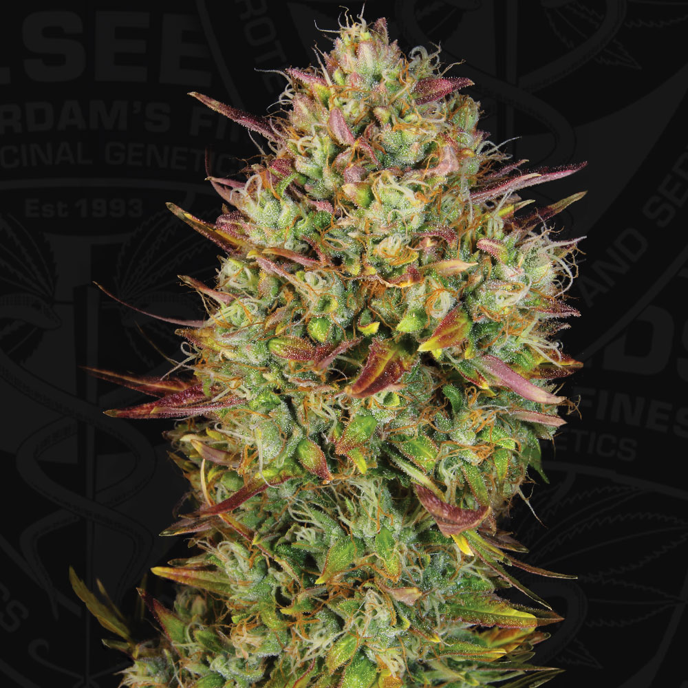 T.H.Seeds™ Cannabis Seeds Auto MK-Ultra™, rôzne balenia, feminizované 2 ks