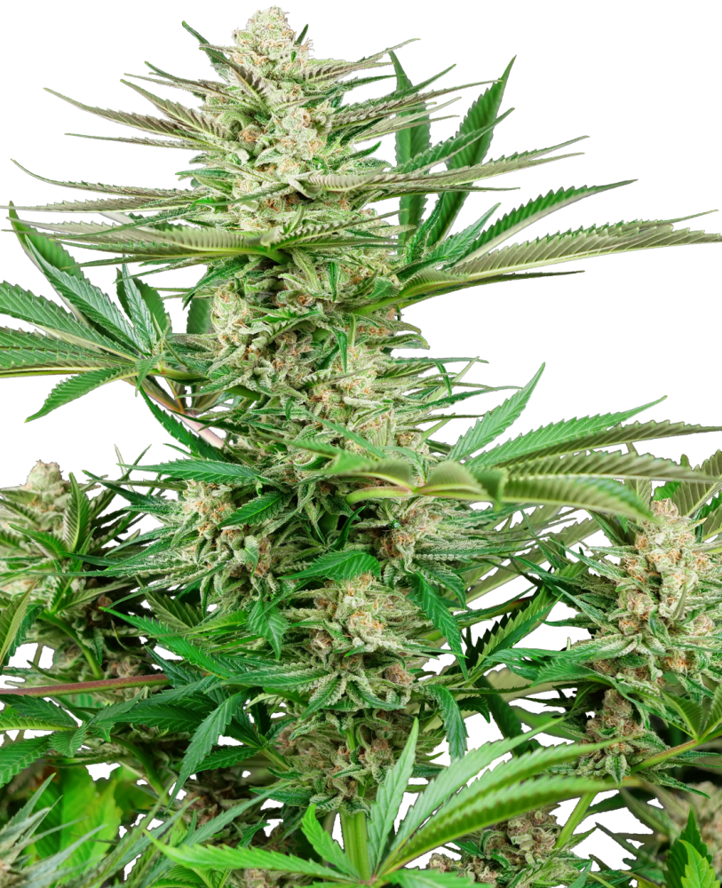 Sensi Seeds Cannabis Seeds Malibu OG Gold Feminized, 3-10 ks 3 ks