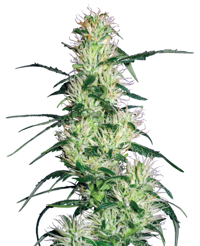 Sensi Seeds Cannabis Seeds Purple Haze Feminized by White Label, 3-10 ks 10 ks