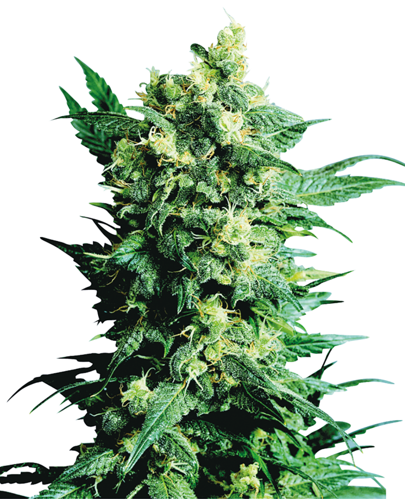 Sensi Seeds Cannabis Shiva Shanti II® Regular, 10 ks