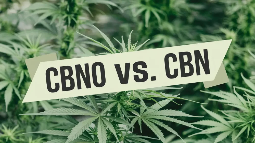 Image with a green background of cannabis leaves and the words CBNO vs. CBN in the foreground.