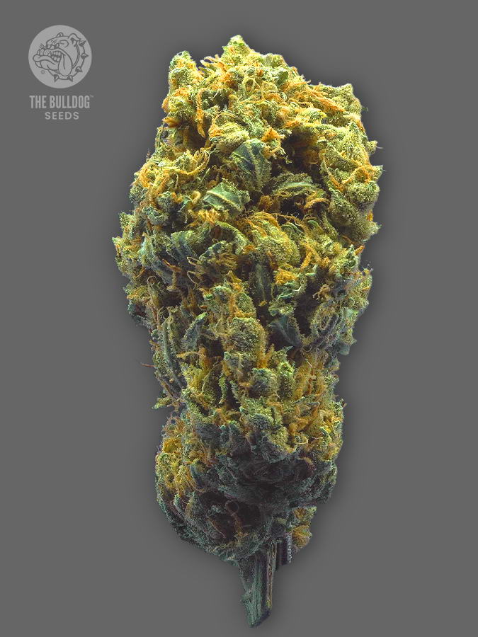 The Bulldog Seeds TB Strawberry Haze Auto, 3 a 5 ks 3 ks