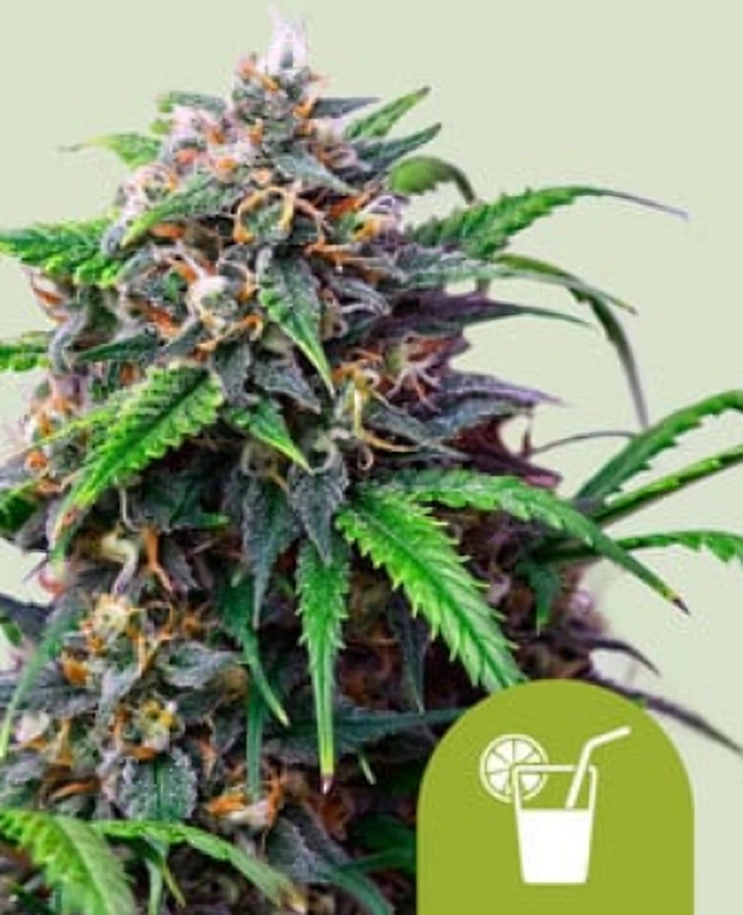 Royal Queen Seeds Cannabis Seeds Purple Limonade Auto 1 ks