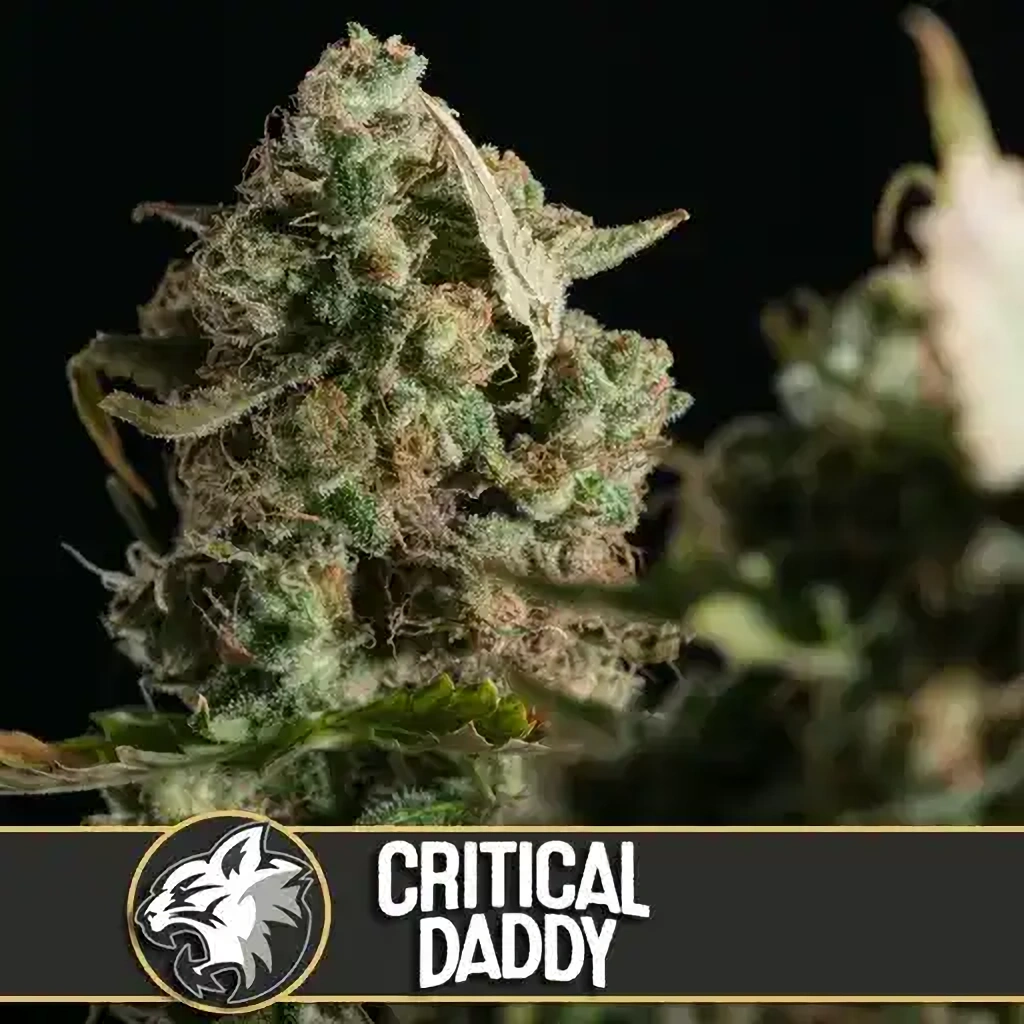 Blimburn Seeds Feminizované semená kanabisu Critical Daddy 9 ks