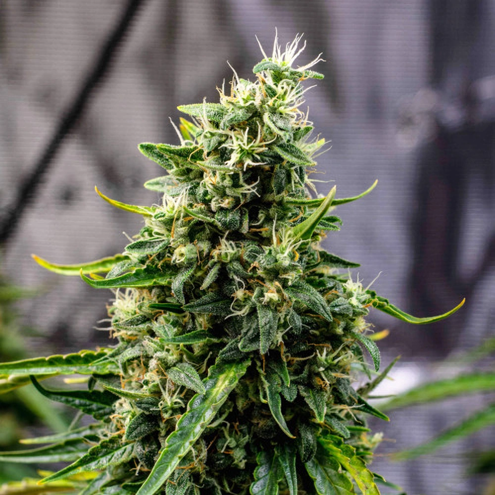Doctor's Choice Seeds Rock Machine Auto Feminized 10 ks