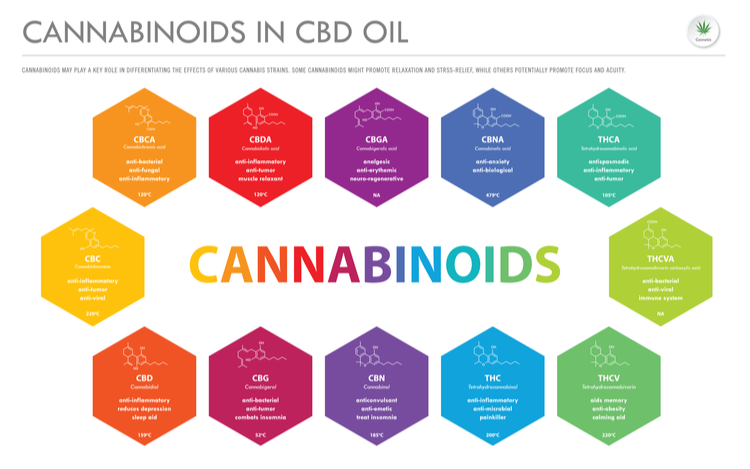 The infographic titled "Cannabinoids in CBD Oil" displays various cannabinoids found in CBD oil, highlighting their potential benefits. Each cannabinoid is represented by a colored hexagon with its chemical structure and effects listed. Key cannabinoids include CBDA (anti-inflammatory, anti-tumor), CBD (anti-inflammatory, reduces depression), THC (painkiller, anti-inflammatory), and THCA (anti-inflammatory, anti-tumor). The infographic underscores the diverse therapeutic properties of these cannabinoids.