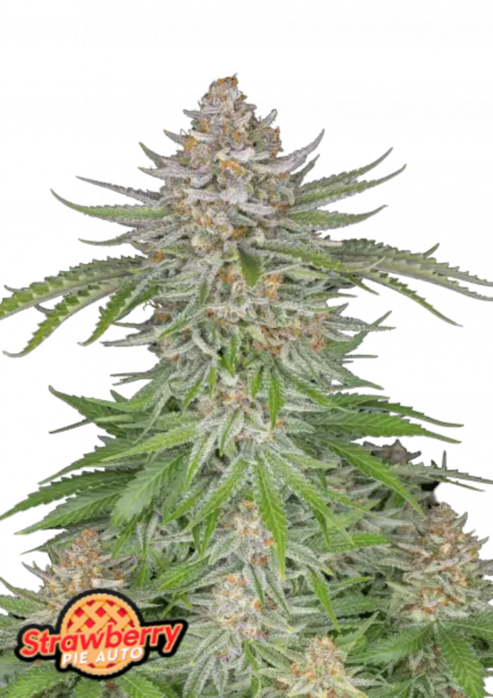 Fast Buds Cannabis Seeds Strawberry Pie Auto 5 ks