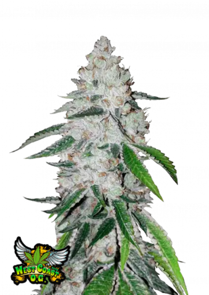 Fast Buds Cannabis Seeds West Coast O.G. Auto 1 ks