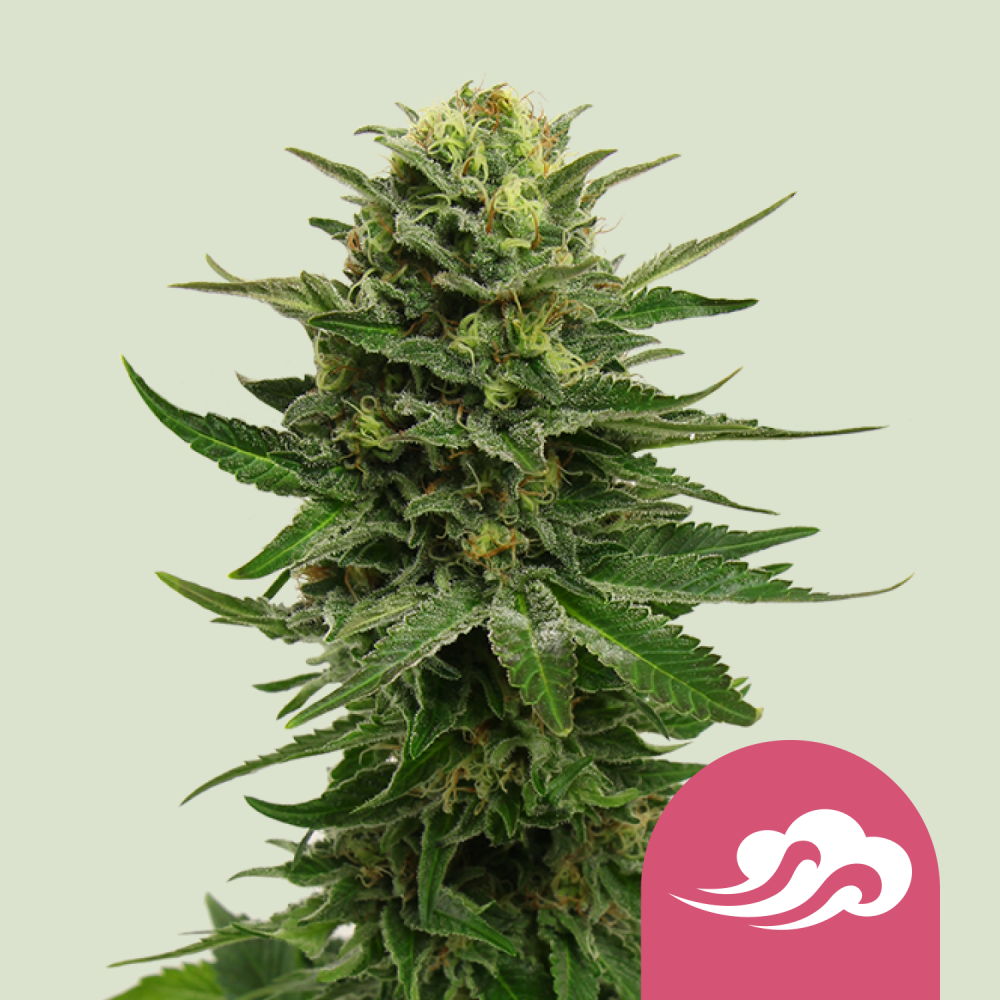 Royal Queen Seeds Cannabis Seeds Blue Mystic Feminized 1 ks