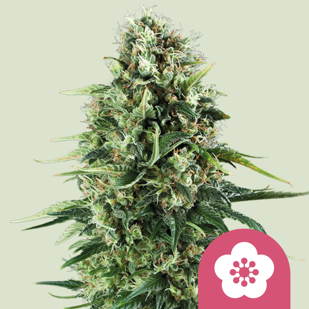Royal Queen Seeds Cannabis Seeds Power Flower Feminizované 3 ks