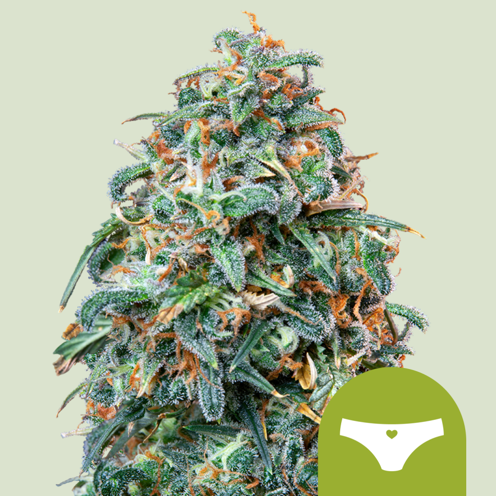 Royal Queen Seeds Semená kanabisu Sherbet Queen Auto 3 ks