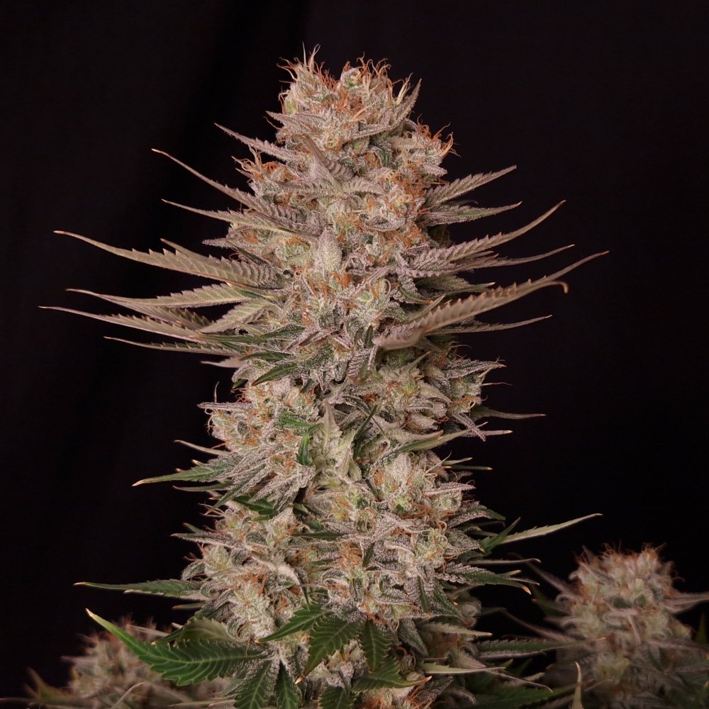 Doctor´s Choice Seeds Chronic Fast F1 BX Regular 5 ks
