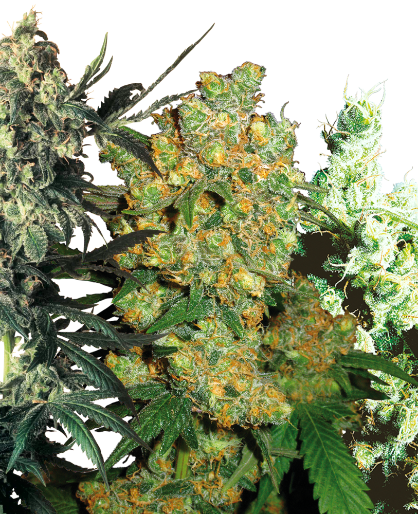 Sensi Seeds Cannabiszaden Feminized Mix®, 5-20 stuks