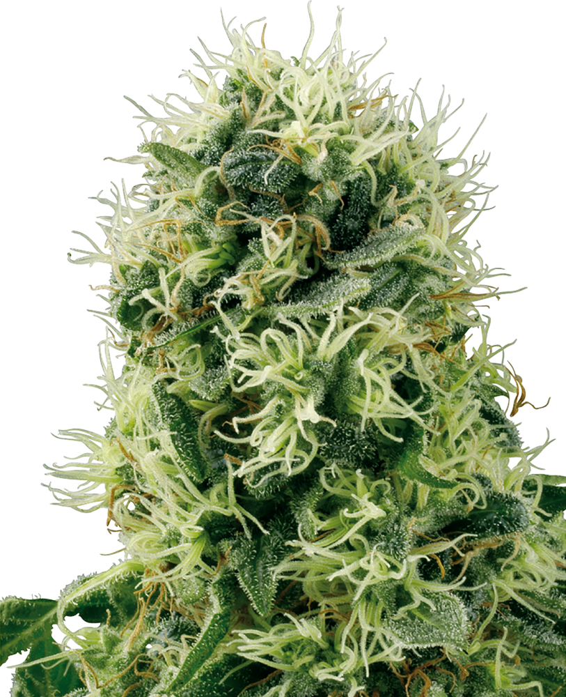 Sensi Seeds Cannabis Seeds Pure Power Plant Feminized by White Label, 3-10 ks 10 ks
