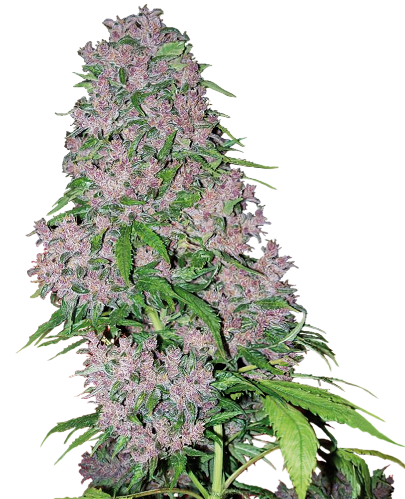 Sensi Seeds Cannabis Seeds Purple Bud Feminized by White Label, 3-10 ks 3 ks
