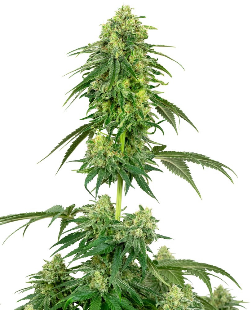 Sensi Seeds Cannabis Seeds Strawberry Kush Feminized by White Label, 3-10 ks 10 ks