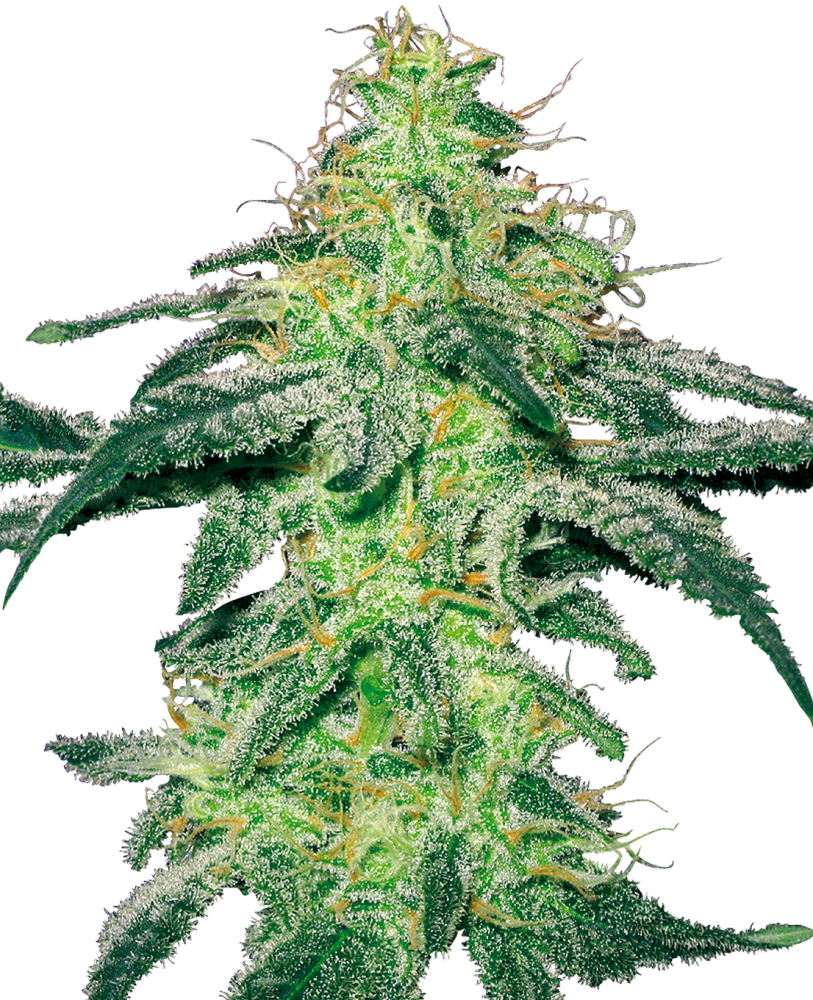 Sensi Seeds Cannabis Seeds White Skunk Feminized by White Label, 3-10 ks 3 ks