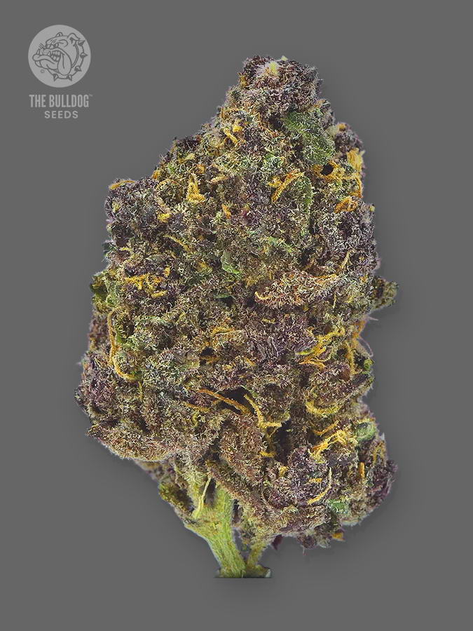 The Bulldog Seeds TB Purple CBD Auto, 3 a 5 ks 3 ks