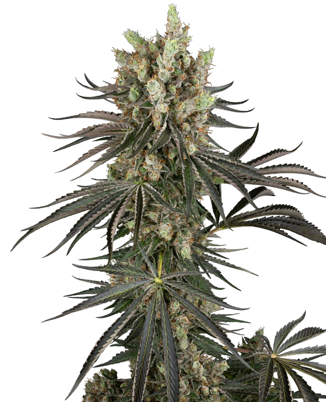 Sensi Seeds Cannabis Seeds Slam Dank Feminizované 3+1 ks