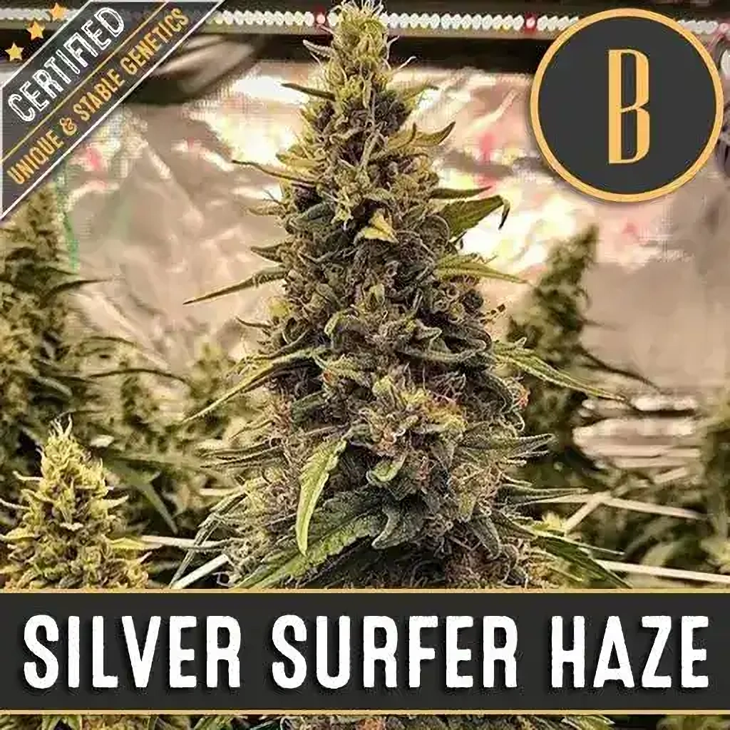 Blimburn Seeds Feminizované semená kanabisu Silver Surfer Haze 6 ks