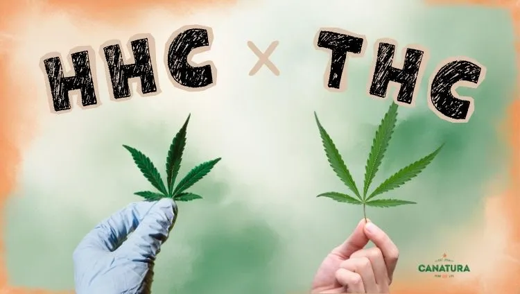 HHC vs. THC: on the left, a gloved hand holding a cannabis leaf; on the right, a bare hand holding a cannabis leaf