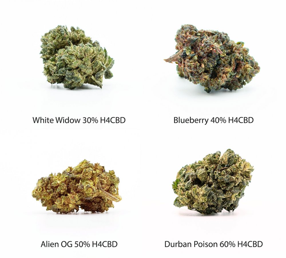 H4CBD Blüten Probierset - White Widow 30% H4CBD, Blueberry 40% H4CBD, Alien OG 50% H4CBD, Durban Poison 60% H4CBD, 4 x 1 g