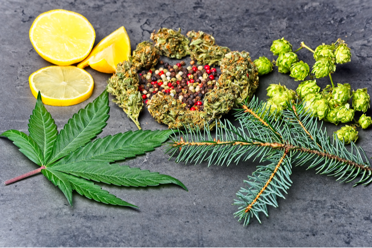Natural sources of terpenes – cannabis, citrus fruits, pepper, hops, and pine needles