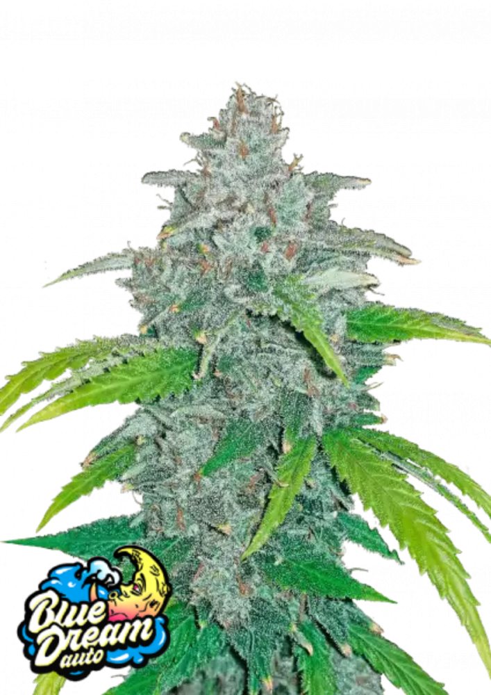 Fast Buds Cannabis Seeds Blue Dream Auto 3 ks