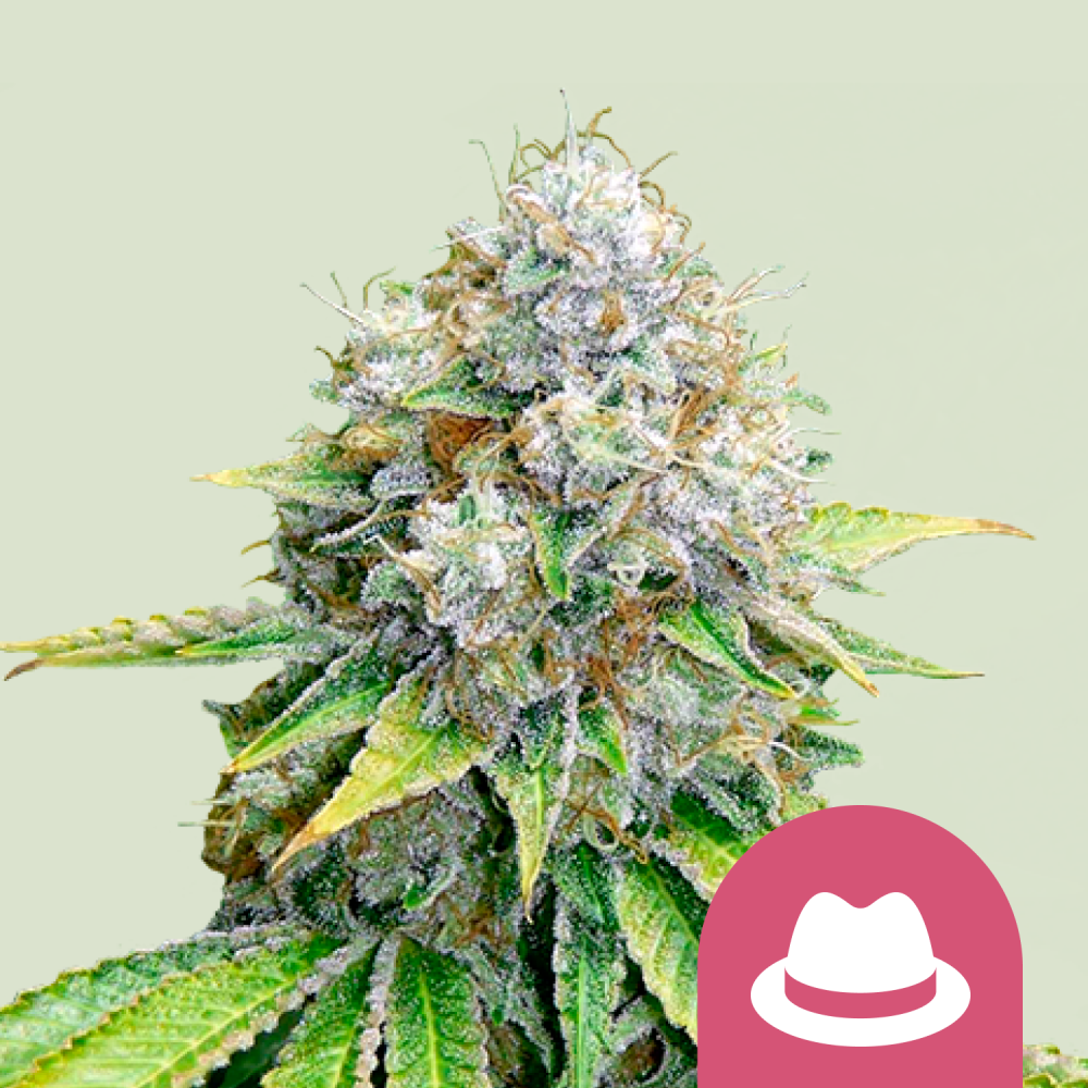 Royal Queen Seeds Cannabis Seeds O.G. Kush Feminized 3 ks