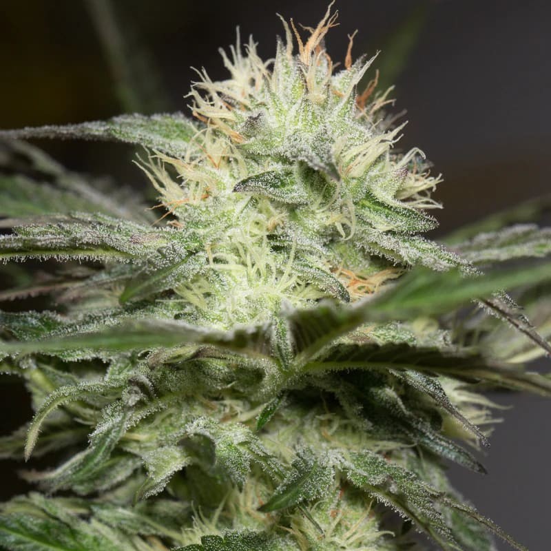 Silent Seeds Exotické semienka kanabisu Lemon Sorbet Feminized 3 ks