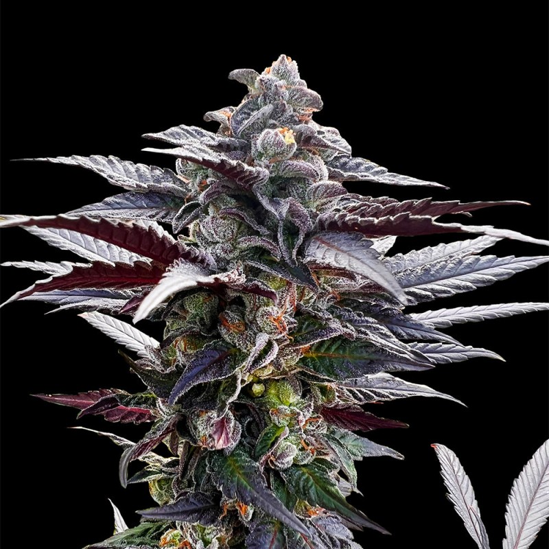 Silent Seeds Cannabis Seeds Pink Sunset od Sherbinskis Feminized 3 ks