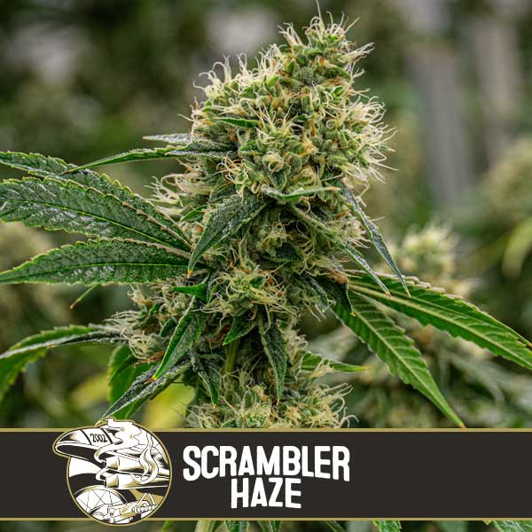 Blimburn Seeds Cannabis Seeds Scrambler Haze Feminized 6 ks